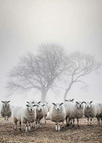 Flock of sheep in field with foggy background and bare trees-7