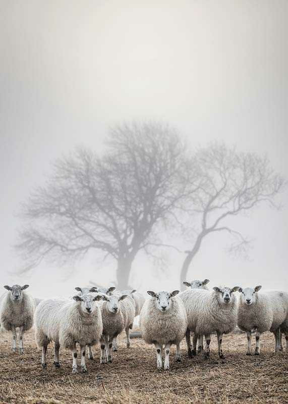 Flock of sheep in field with foggy background and bare trees-12
