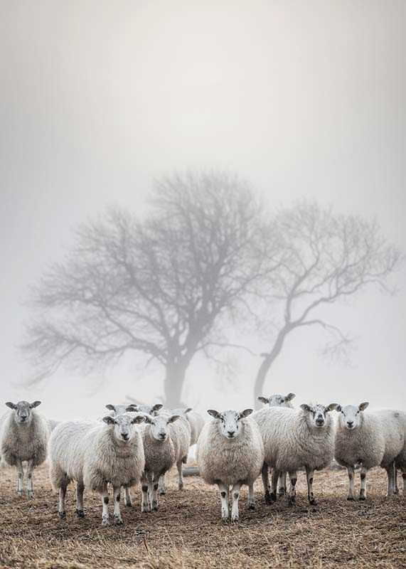 Sheep In Fog-12