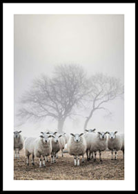 Flock of sheep in field with foggy background and bare trees-0