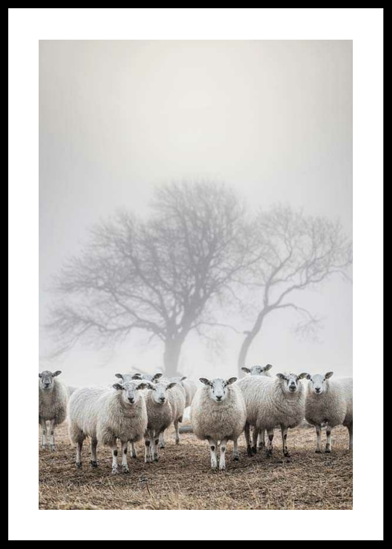 Flock of sheep in field with foggy background and bare trees-12