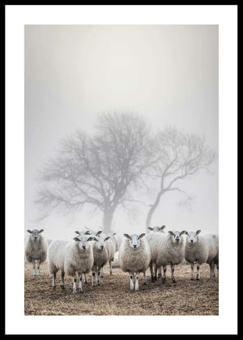 Poster Sheep In Fog