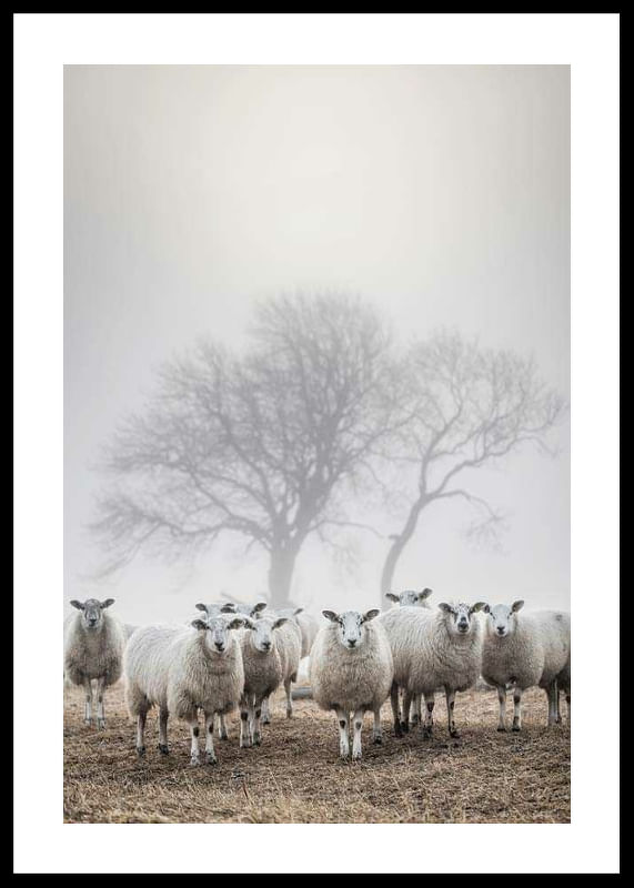 Sheep In Fog-12