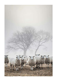 Flock of sheep in field with foggy background and bare trees-1