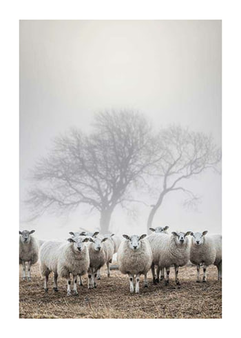 Poster Sheep In Fog
