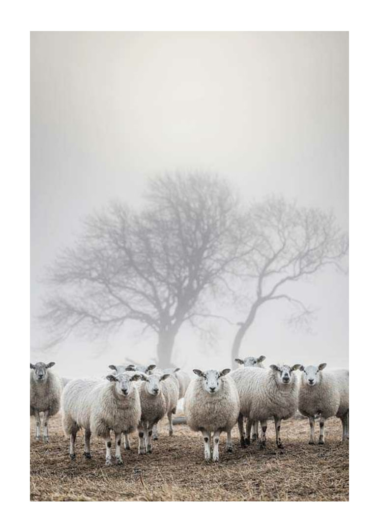 Flock of sheep in field with foggy background and bare trees-12