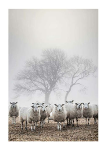 Plagát Sheep In Fog