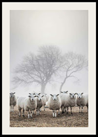 Flock of sheep in field with foggy background and bare trees-2