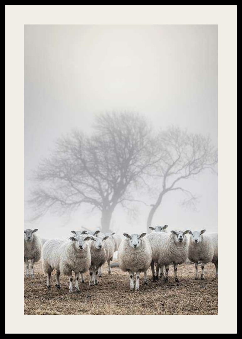 Flock of sheep in field with foggy background and bare trees-12