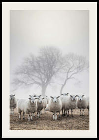 Juhnyáj a mezőn ködös háttérrel és csupasz fákkal-2