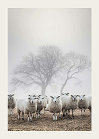 Flock of sheep in field with foggy background and bare trees-3