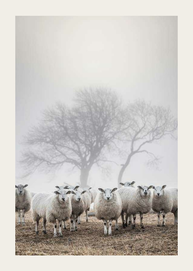 Flock of sheep in field with foggy background and bare trees-12