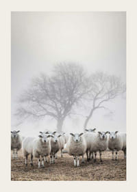 Juhnyáj a mezőn ködös háttérrel és csupasz fákkal-3