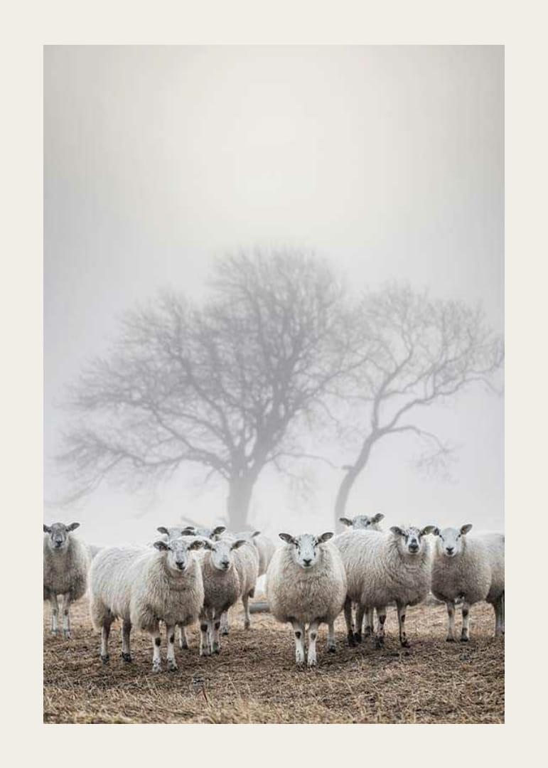 Juhnyáj a mezőn ködös háttérrel és csupasz fákkal-12