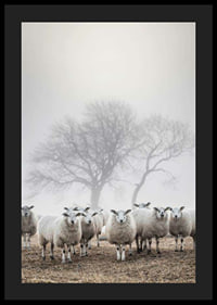 Flock of sheep in field with foggy background and bare trees-4