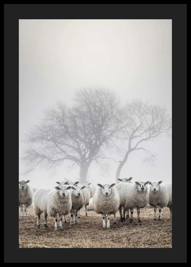 Flock of sheep in field with foggy background and bare trees-12