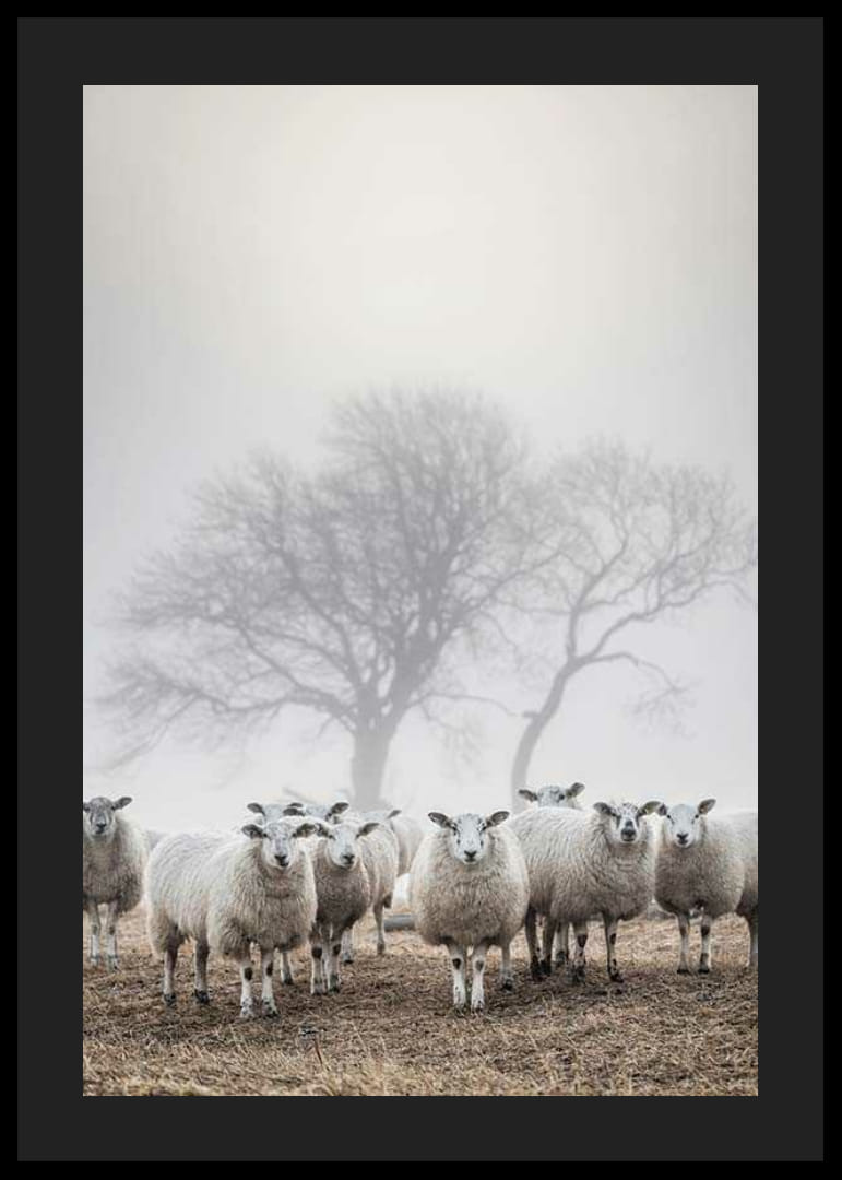 Juhnyáj a mezőn ködös háttérrel és csupasz fákkal-12