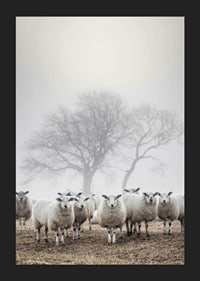 Flock of sheep in field with foggy background and bare trees-5