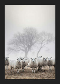 Juhnyáj a mezőn ködös háttérrel és csupasz fákkal-5