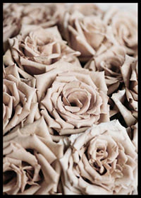 Gros plan de roses beiges aux tons doux, style photographique-6