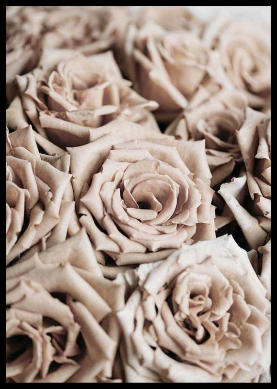 Gros plan de roses beiges aux tons doux, style photographique-12