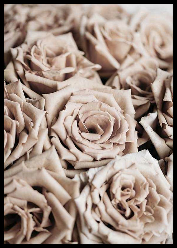 Roses-12