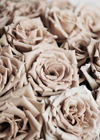 Gros plan de roses beiges aux tons doux, style photographique-7