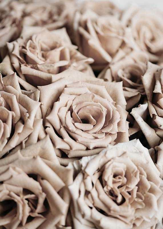 Gros plan de roses beiges aux tons doux, style photographique-12