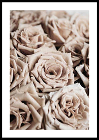 Gros plan de roses beiges aux tons doux, style photographique-0