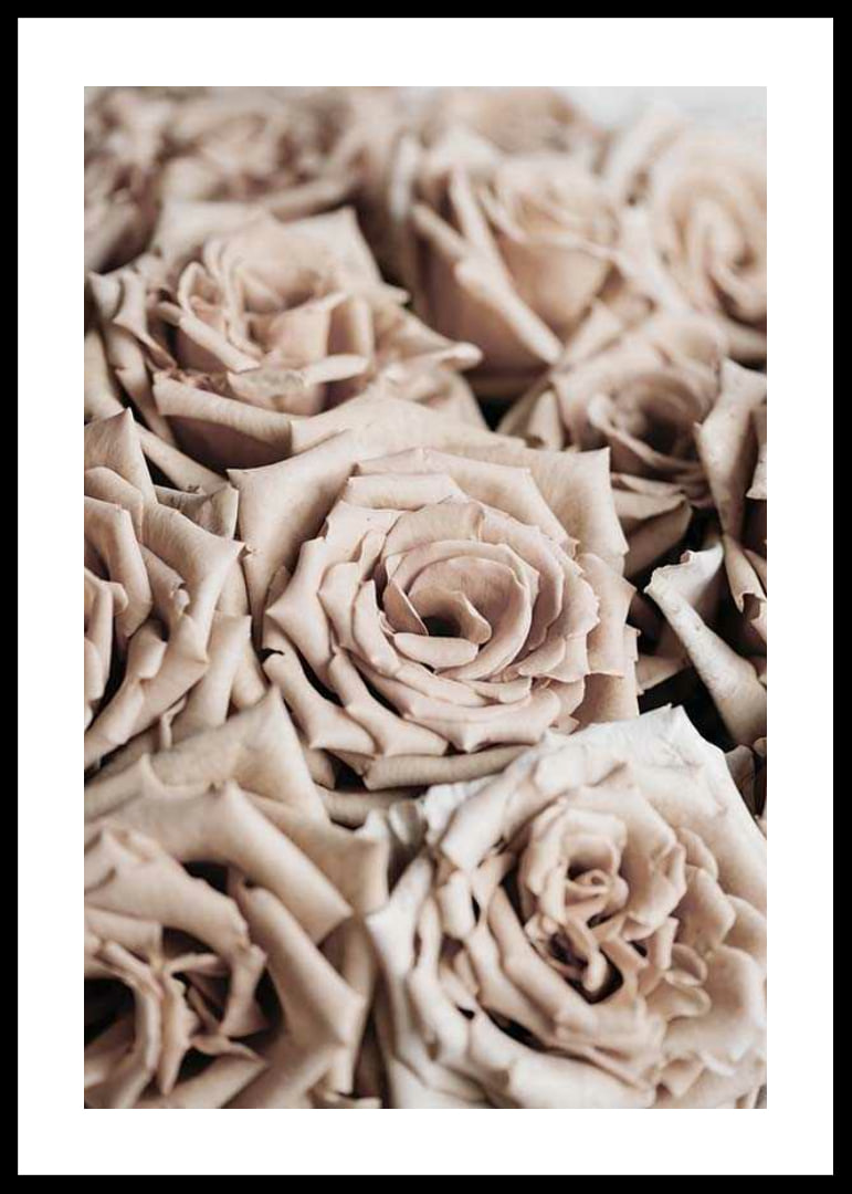 Gros plan de roses beiges aux tons doux, style photographique-12