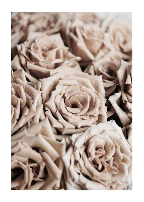 Roses-12