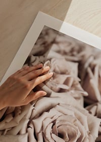 Gros plan de roses beiges aux tons doux, style photographique-9