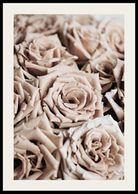 Gros plan de roses beiges aux tons doux, style photographique-2