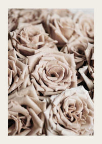 Detailný záber na béžové ruže s jemnými tónmi, fotografický štýl-3