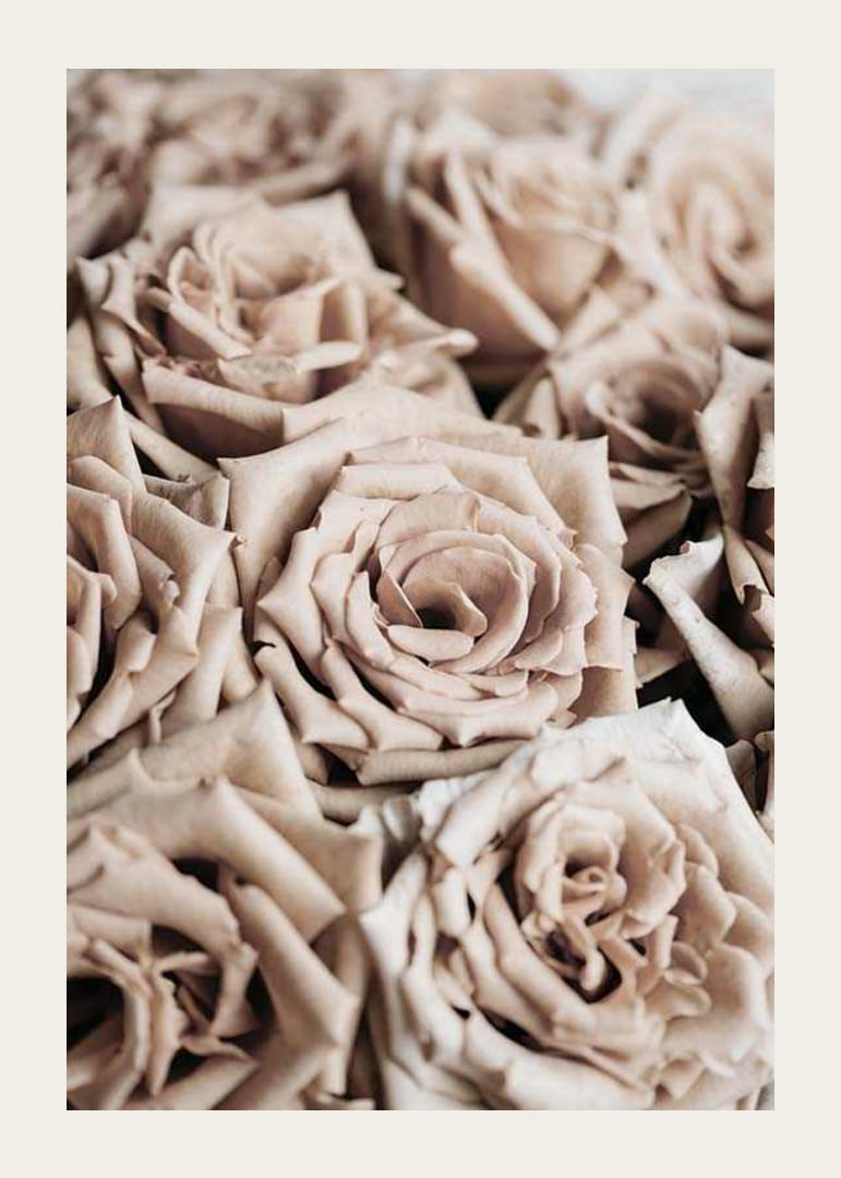 Detailný záber na béžové ruže s jemnými tónmi, fotografický štýl-12