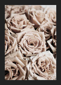 Gros plan de roses beiges aux tons doux, style photographique-5