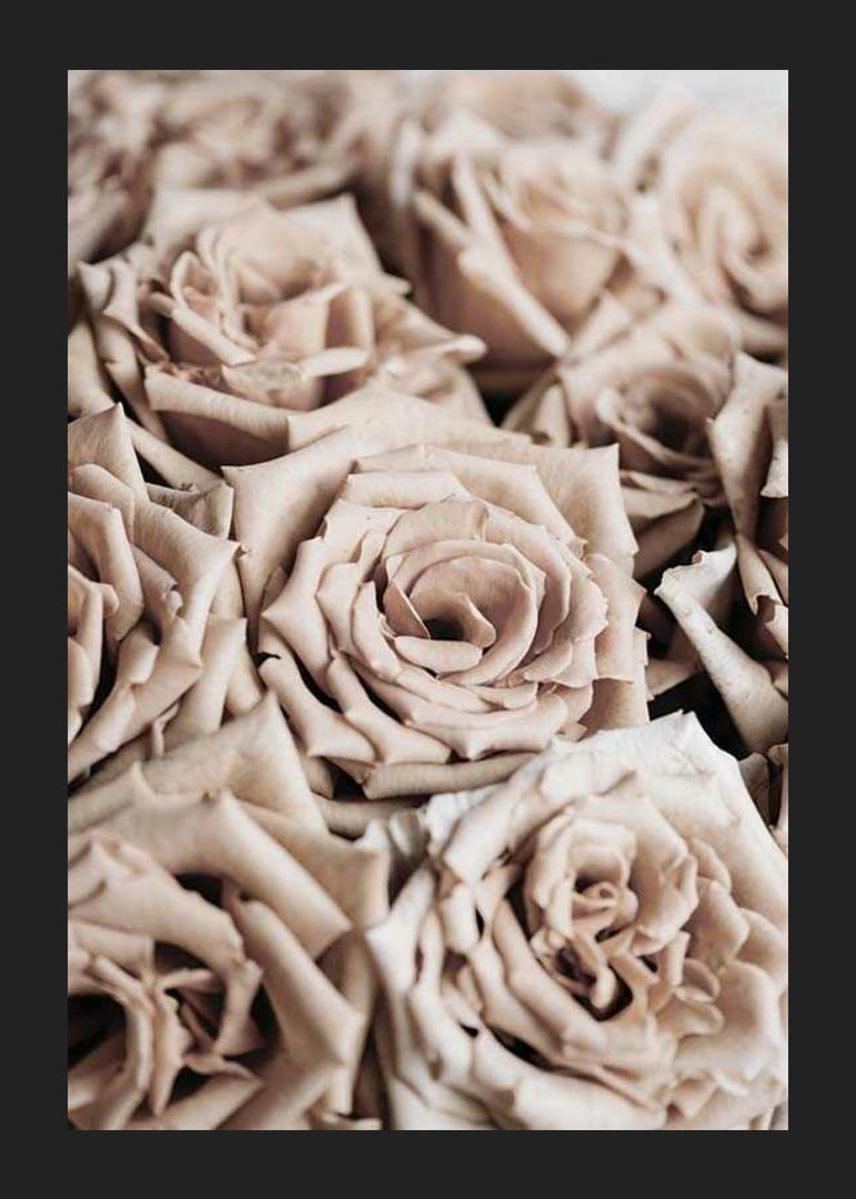 Gros plan de roses beiges aux tons doux, style photographique-12