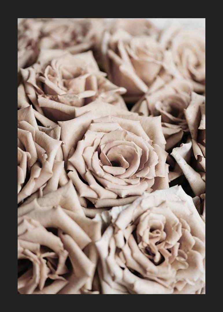 Detailný záber na béžové ruže s jemnými tónmi, fotografický štýl-12