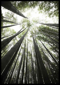 Photograph of tall bamboo trunks against bright green tree canopy-6