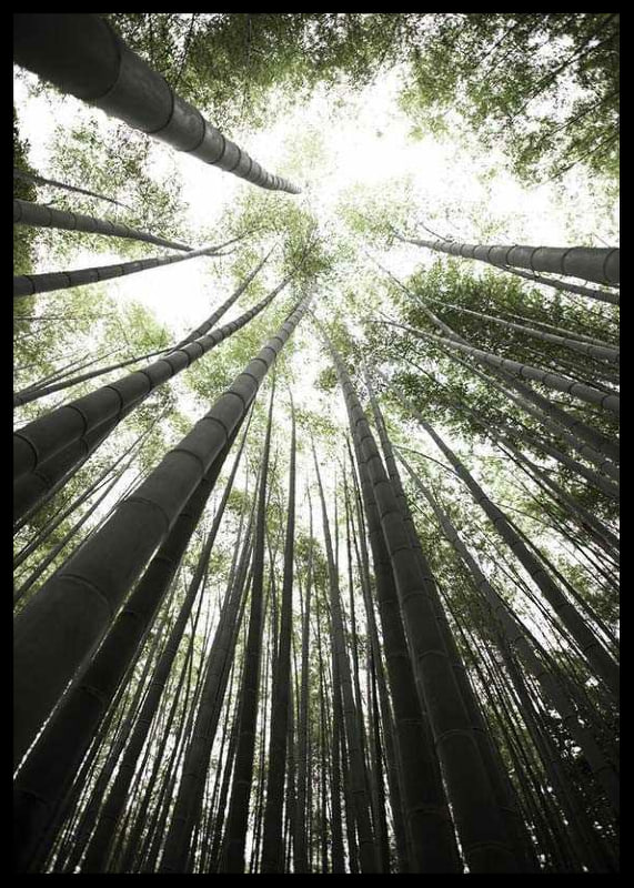 Photograph of tall bamboo trunks against bright green tree canopy-12