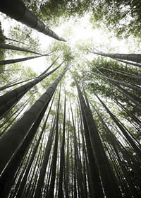 Photograph of tall bamboo trunks against bright green tree canopy-7