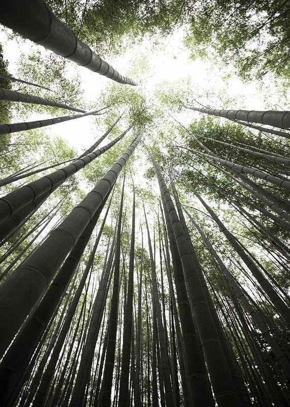 Photograph of tall bamboo trunks against bright green tree canopy-12