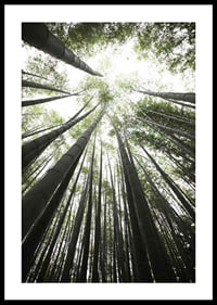 Photograph of tall bamboo trunks against bright green tree canopy-0