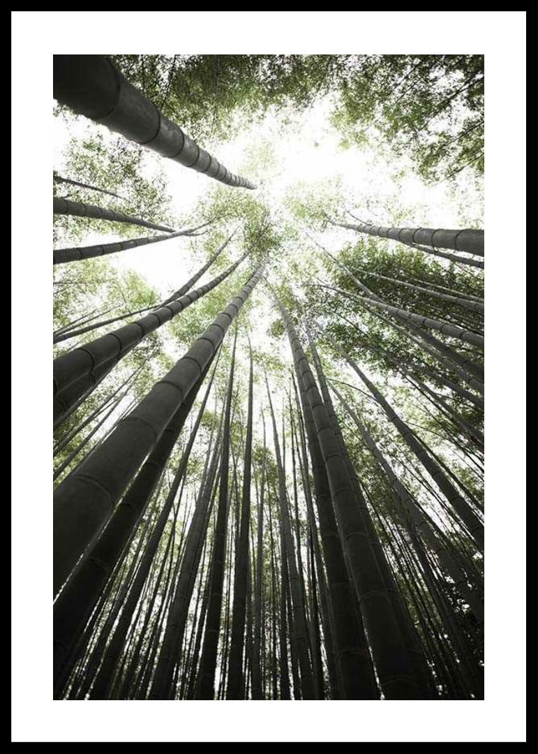 Photograph of tall bamboo trunks against bright green tree canopy-12