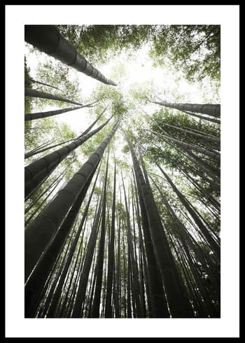 Poster Bamboo Forest