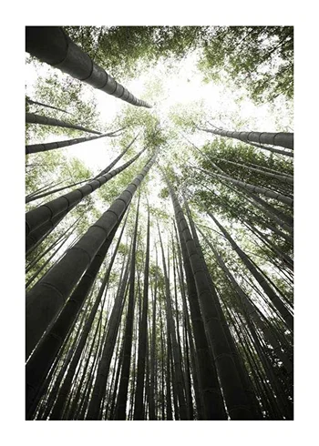 Poster Bamboo Forest