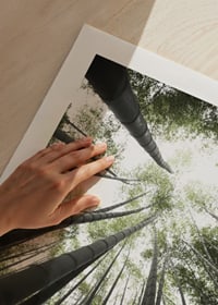 Photograph of tall bamboo trunks against bright green tree canopy-9