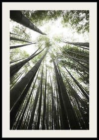 Photographie de grands troncs de bambou sur fond de canopée d'arbres vert vif-2