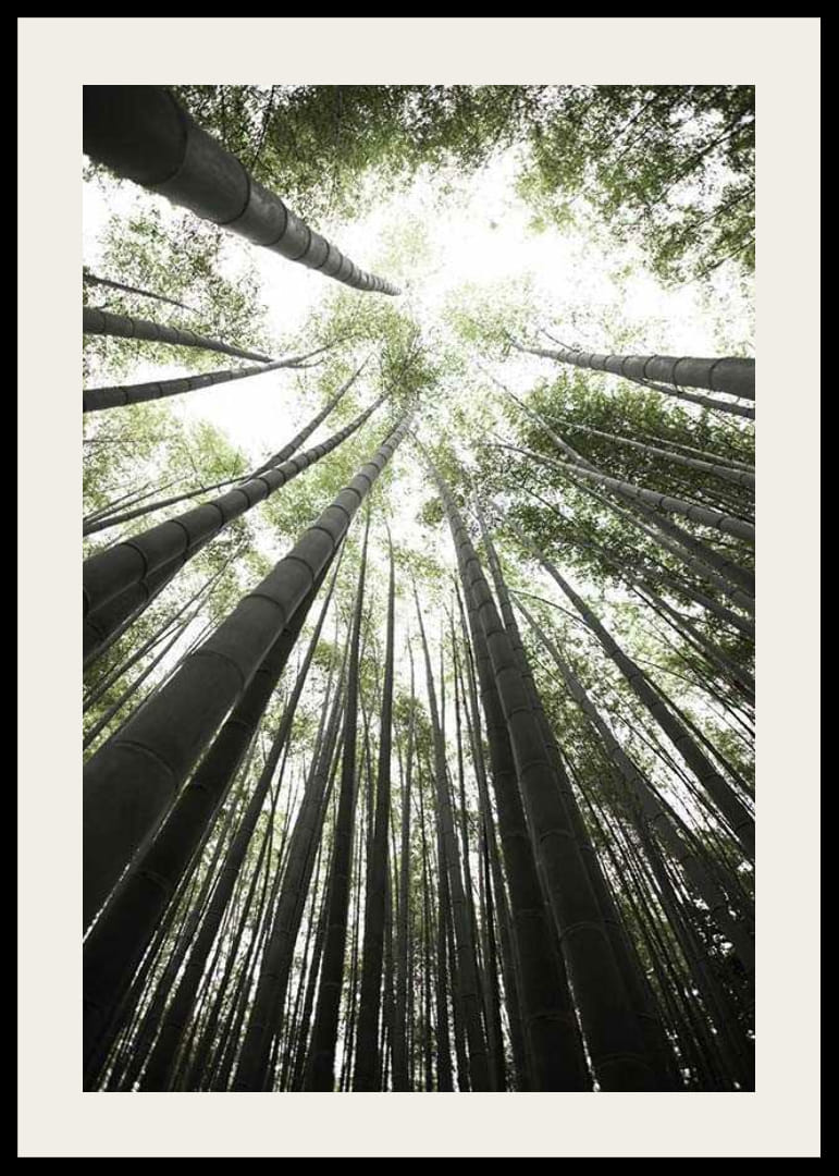 Photographie de grands troncs de bambou sur fond de canopée d'arbres vert vif-12