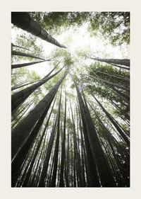 Photographie de grands troncs de bambou sur fond de canopée d'arbres vert vif-3